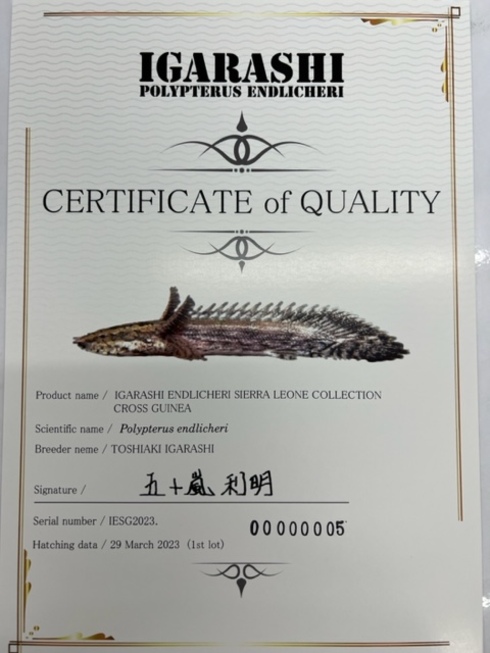 五十嵐エンドリケリー