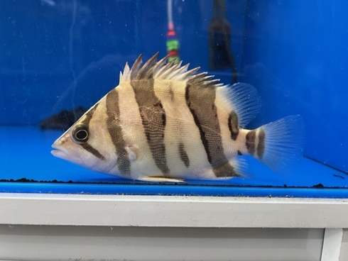 熱帯魚 AQUAstyletim's ☆新着情報☆