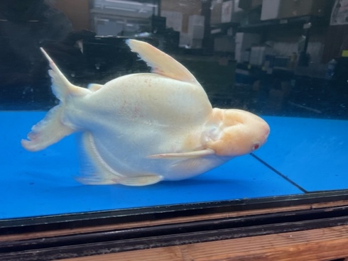 アルビノ パンガシウス ウルトラショート 18cm ぐらい アロワナ