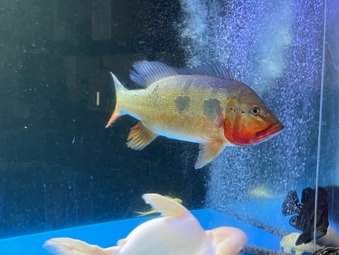 キクラフォーゴ【証明書付き】、キクラの王様、大型魚 熱帯魚）キクラ・フォーゴ（ブリード）（1匹） 北海道・九州航空便要