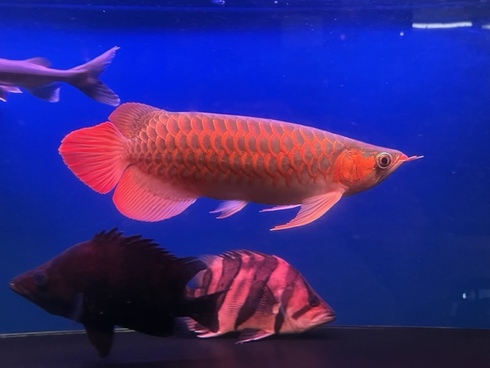 熱帯魚 AQUAstyletim's ☆新着情報☆
