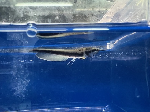 熱帯魚 AQUAstyletim's ☆新着情報☆
