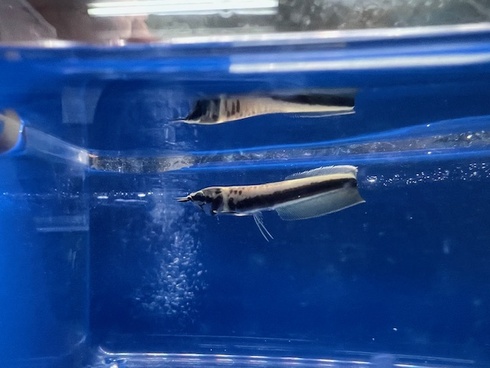 熱帯魚 AQUAstyletim's ☆新着情報☆