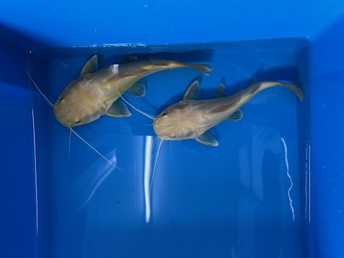 新着入荷（黄変プラチナレッドテールキャット）