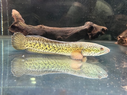 チャンナバルカ 45cm 訳あり チャンナバルカ 45cm 訳あり