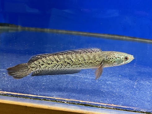 チャンナバルカ 45cm 訳あり チャンナバルカ | アクアショップ ビリーケン オンラインストア
