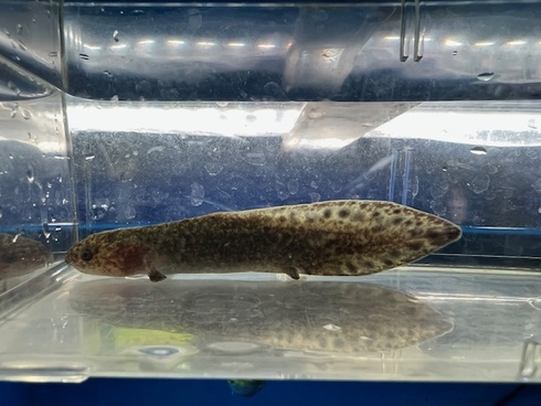 ネオケラ 90センチ　買い取り魚　早いもの勝ち12万 I met a tropical fish worth 1 million yen! Aquarium Monster Fish