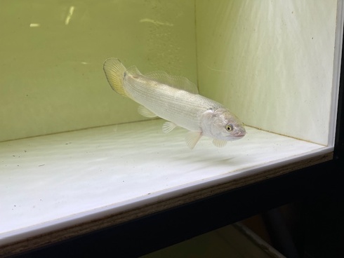 アミアカルヴァ