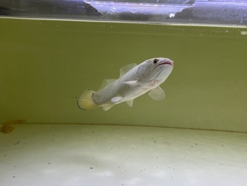 アミアカルヴァ