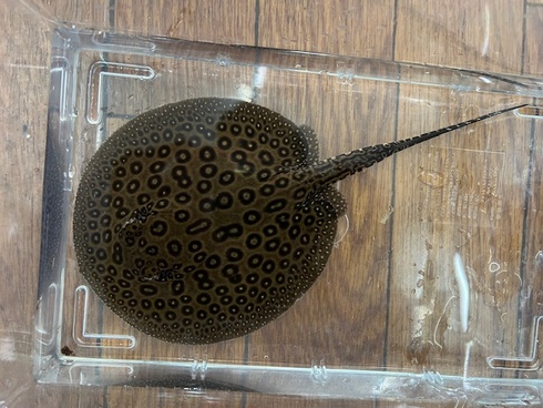 新着入荷
