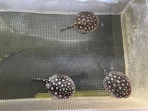 新着入荷（ダイヤモンドポルカ）