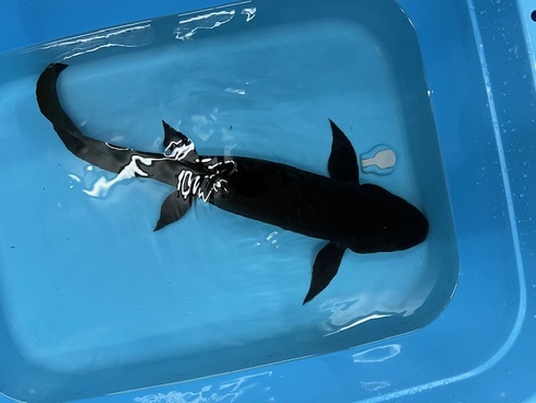 ネオケラ 引き取り魚 現在商談中‼️ 【公式通販】