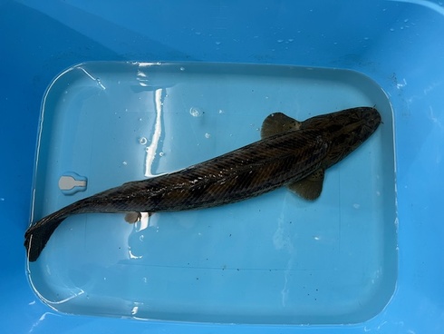 ギセラビチャー