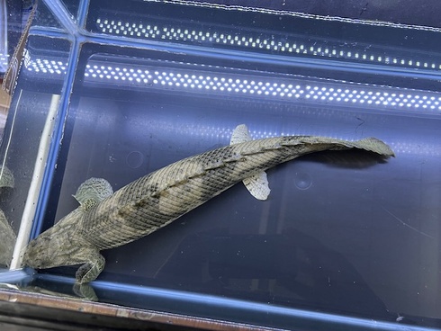 五十嵐エンドリケリー