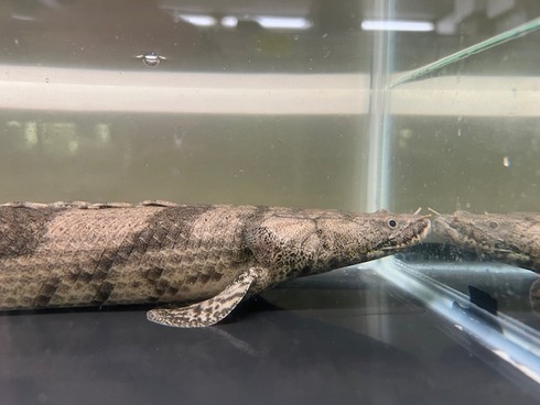 ビキールSP コウロントン±42cm ポリプテルス ビキールSP 注文 \u201d 