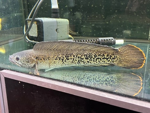 チャンナバルカ 45cm 訳あり