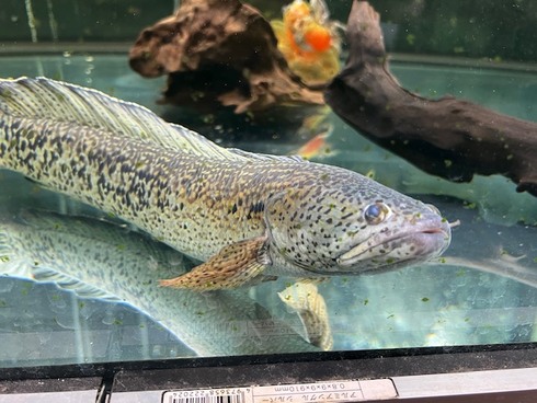 チャンナバルカ 45cm 訳あり チャンナバルカ 45cm 訳あり