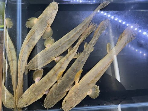 ☆新着情報☆ - 熱帯魚 AQUAstyletim's