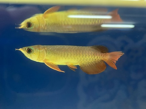 ☆新着情報☆ - 熱帯魚 AQUAstyletim's