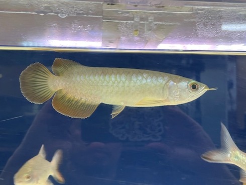 ☆新着情報☆ - 熱帯魚 AQUAstyletim's