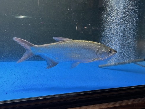 ☆新着情報☆ - 熱帯魚 AQUAstyletim's ☆新着情報☆ - 熱帯魚 AQUAstyletim's