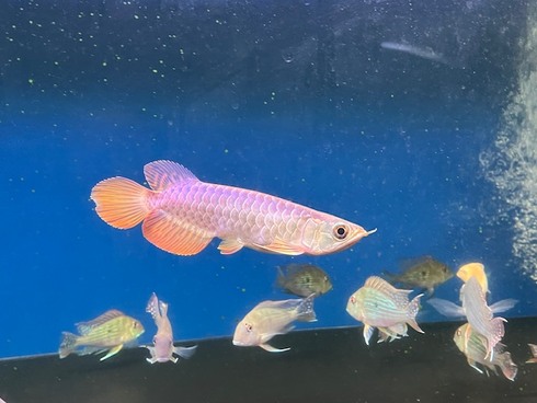 ☆新着情報☆ - 熱帯魚 AQUAstyletim's