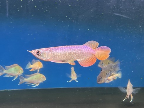 ☆新着情報☆ - 熱帯魚 AQUAstyletim's