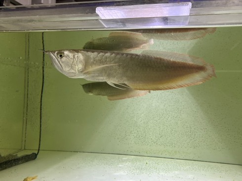 ☆新着情報☆ - 熱帯魚 AQUAstyletim's