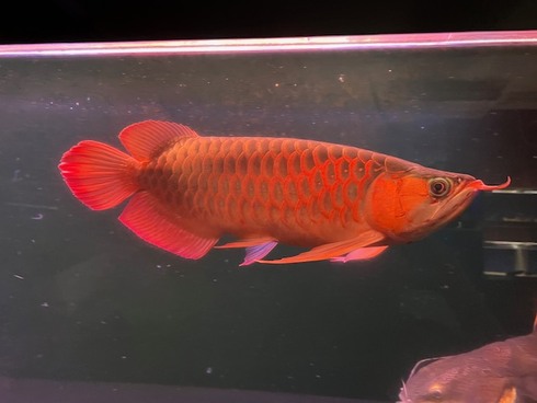 ☆新着情報☆ - 熱帯魚 AQUAstyletim's