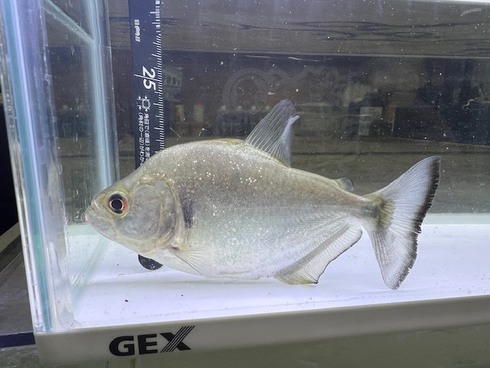 ☆新着情報☆ - 熱帯魚 AQUAstyletim's