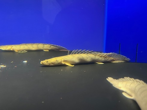 ☆新着情報☆ - 熱帯魚 AQUAstyletim's