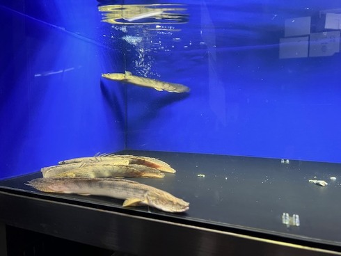 ☆新着情報☆ - 熱帯魚 AQUAstyletim's