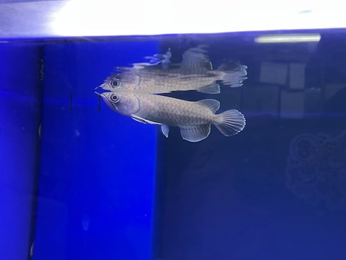 ☆新着情報☆ - 熱帯魚 AQUAstyletim's