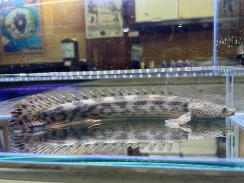 ☆新着情報☆ - 熱帯魚 AQUAstyletim's