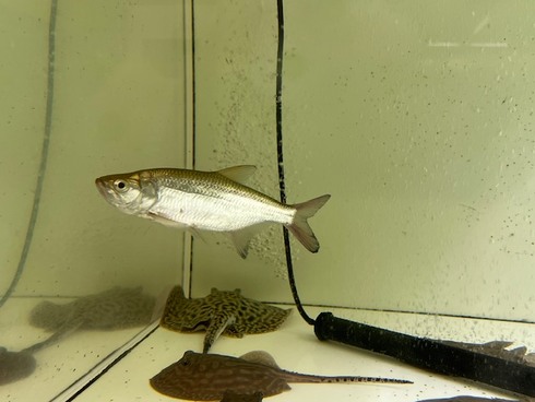 ☆新着情報☆ - 熱帯魚 AQUAstyletim's