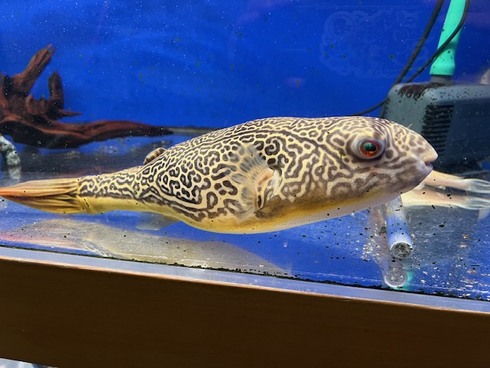 ☆新着情報☆ - 熱帯魚 AQUAstyletim's