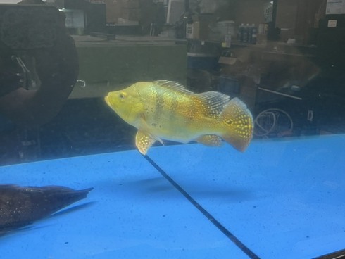 ☆新着情報☆ - 熱帯魚 AQUAstyletim's