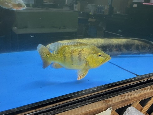 ☆新着情報☆ - 熱帯魚 AQUAstyletim's
