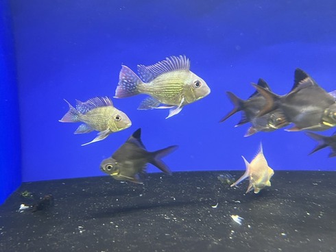 ☆新着情報☆ - 熱帯魚 AQUAstyletim's