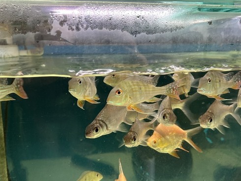 ☆新着情報☆ - 熱帯魚 AQUAstyletim's