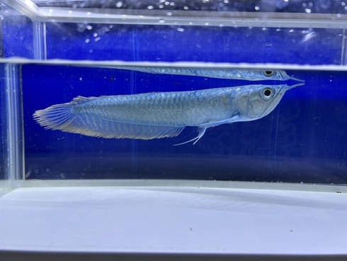 ☆新着情報☆ - 熱帯魚 AQUAstyletim's