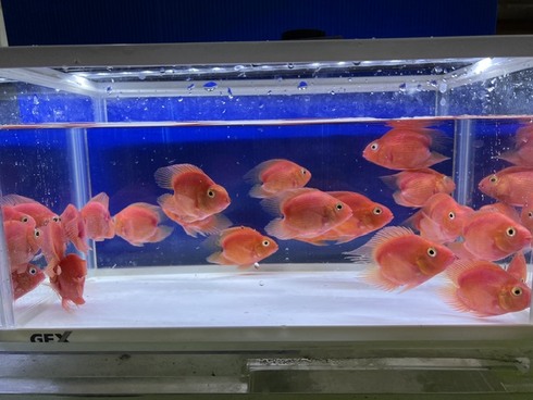 ☆新着情報☆ - 熱帯魚 AQUAstyletim's