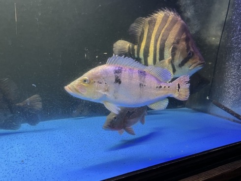 ☆新着情報☆ - 熱帯魚 AQUAstyletim's