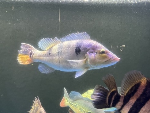 ☆新着情報☆ - 熱帯魚 AQUAstyletim's