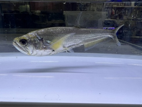 ☆新着情報☆ - 熱帯魚 AQUAstyletim
