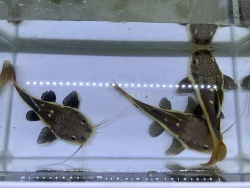 ☆新着情報☆ - 熱帯魚 AQUAstyletim