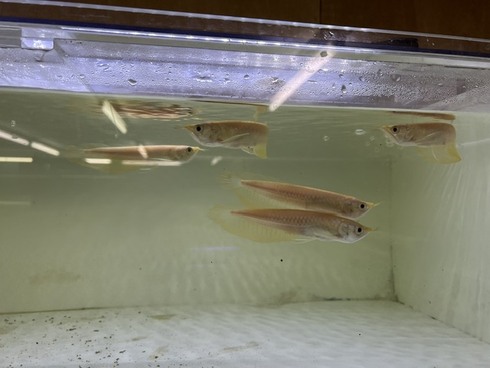 ☆新着情報☆ - 熱帯魚 AQUAstyletim's