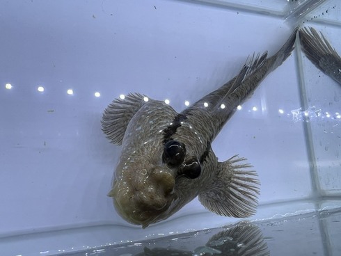 ☆新着情報☆ - 熱帯魚 AQUAstyletim's