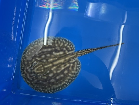 ☆新着情報☆ - 熱帯魚 AQUAstyletim's