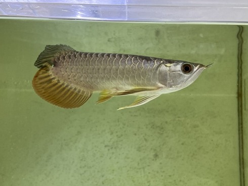☆新着情報☆ - 熱帯魚 AQUAstyletim's